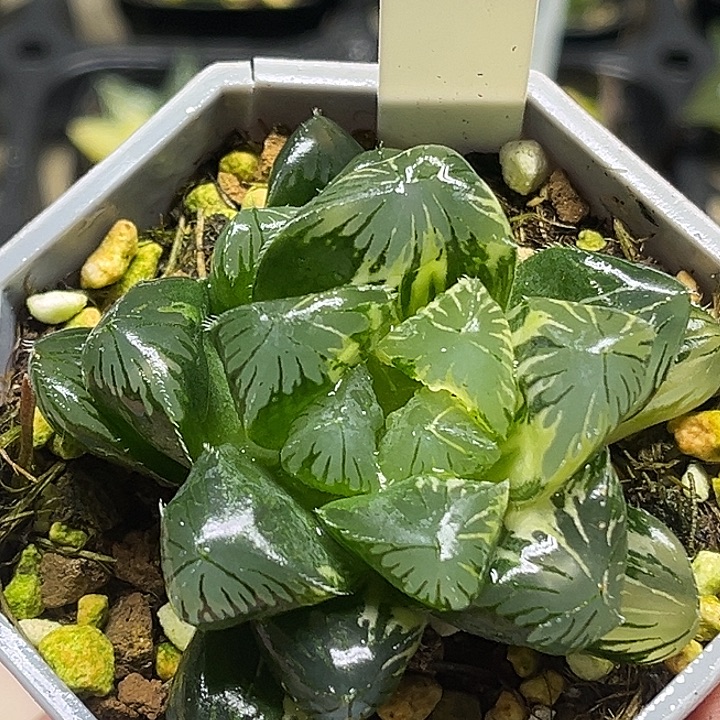 106双头巨大夏沫锦