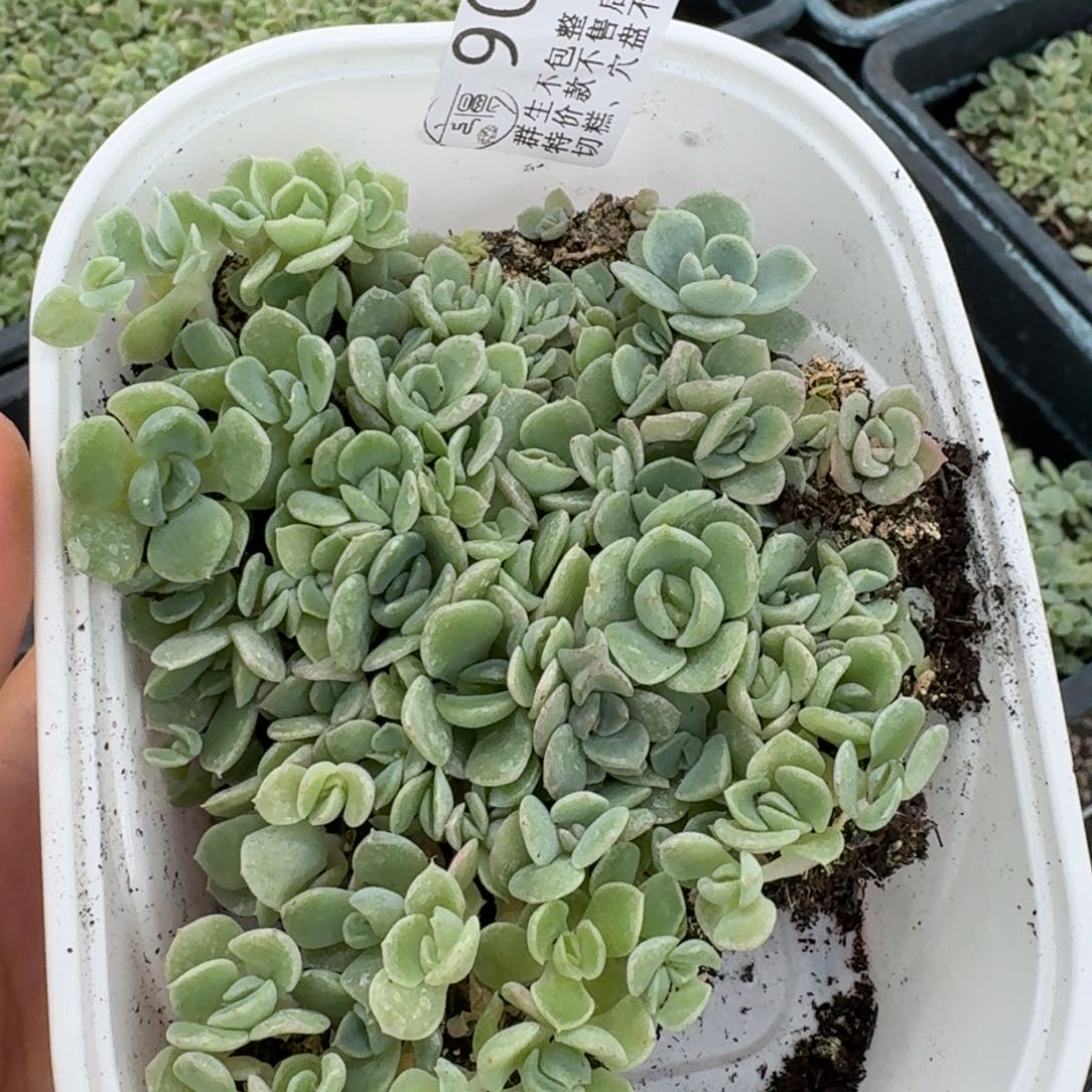 如图906云慢播种切糕月黎