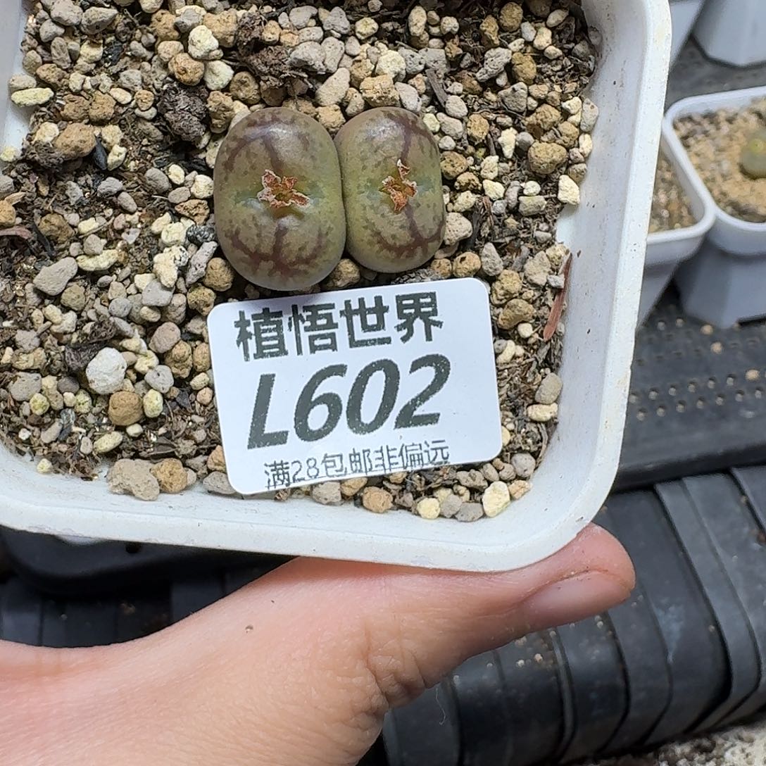 多肉植物的润泽fvv