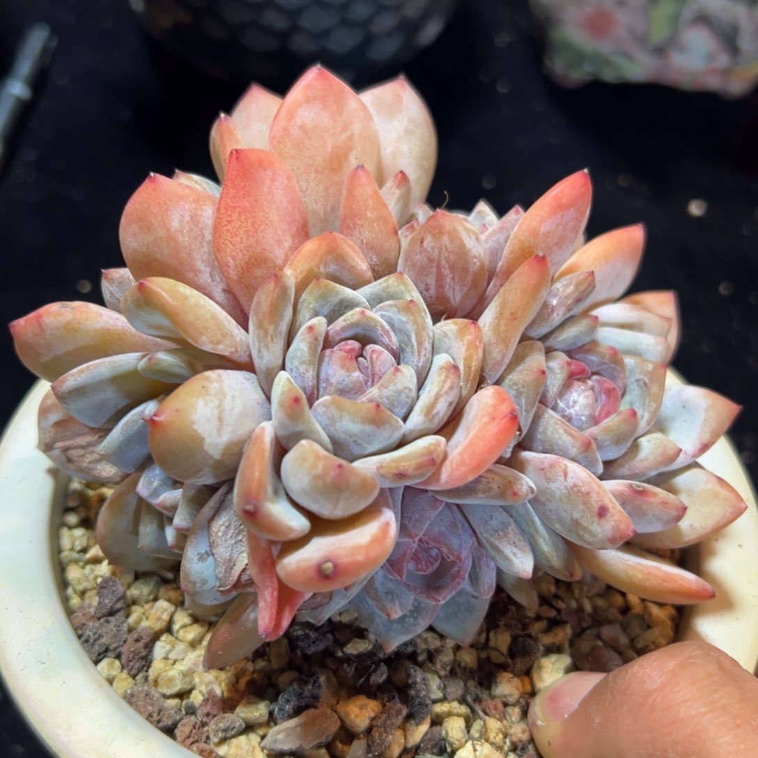 新年快乐 新年快乐