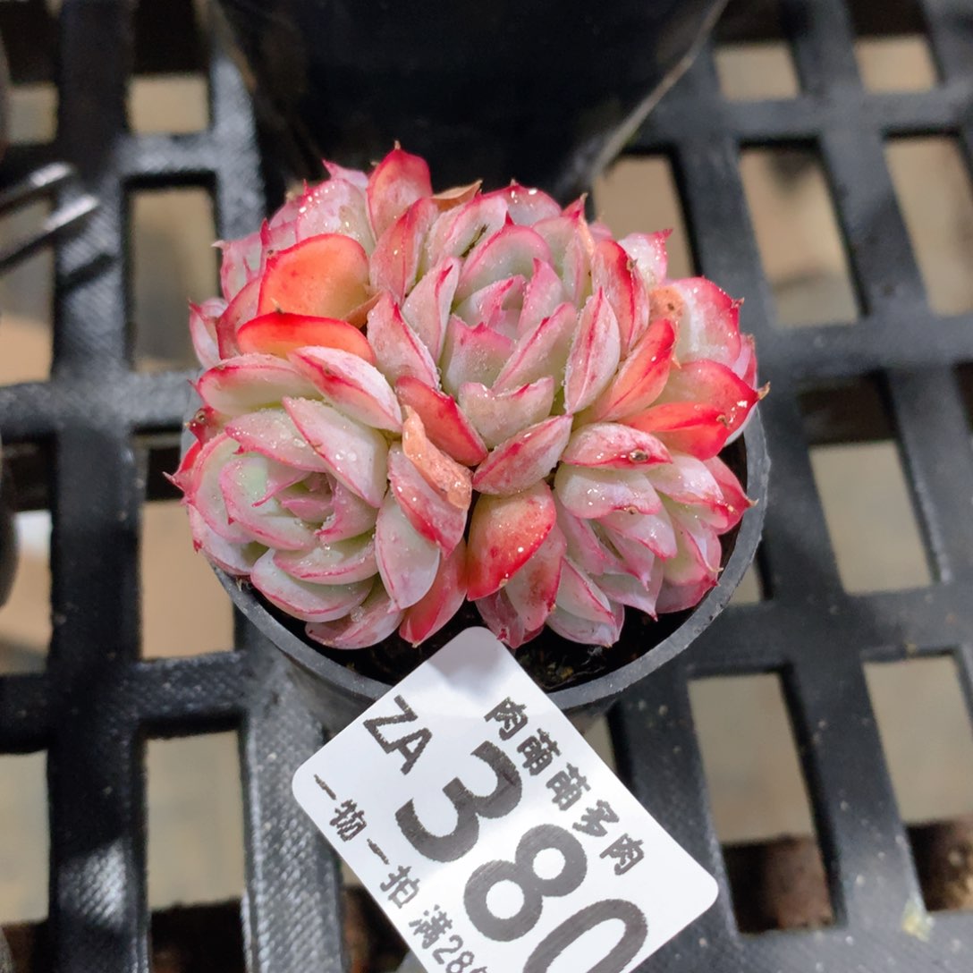 肉萌萌拇指盆精控多肉ZA380