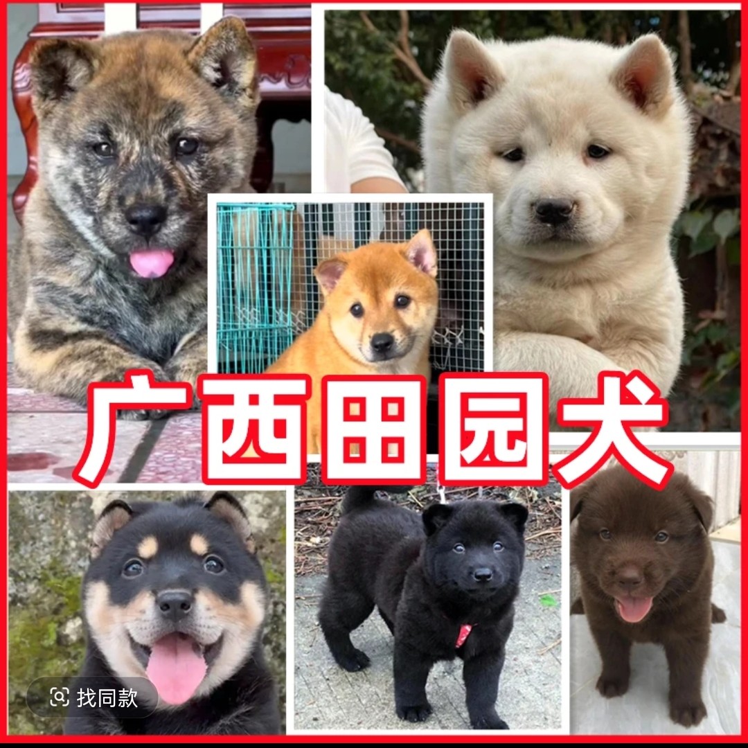 中华田园犬土松五黑五红活体狗狗通用链接