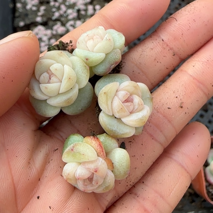 82号TM订繁珍妮一盒