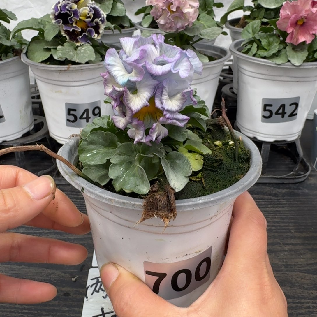 全部花朵700号tu群