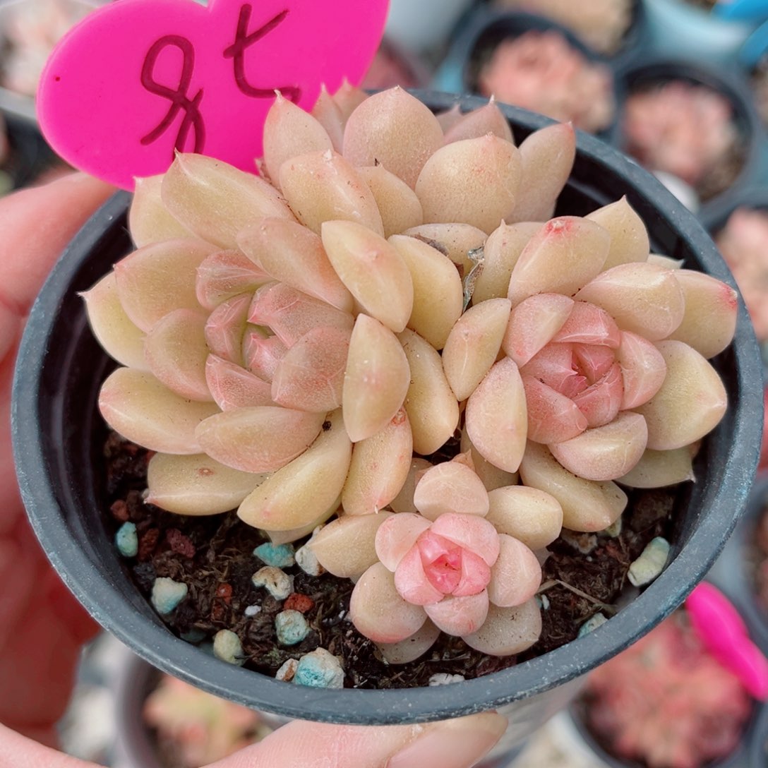 85号小老桩珍妮群
