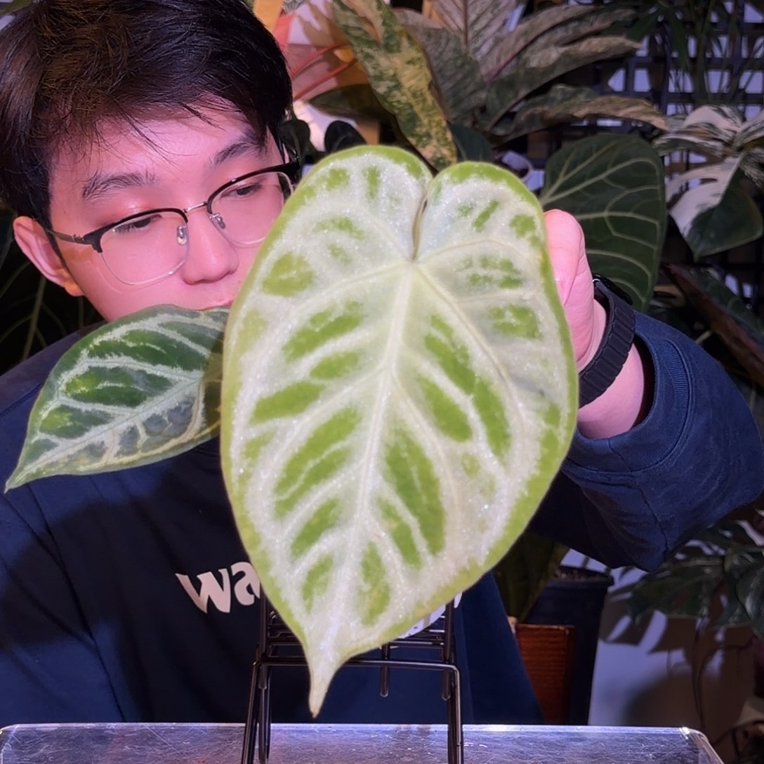 完全开放M178 铜锣烧