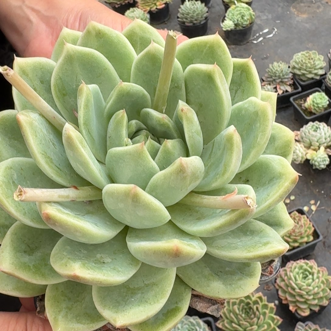 多肉杂交一物一拍28-123