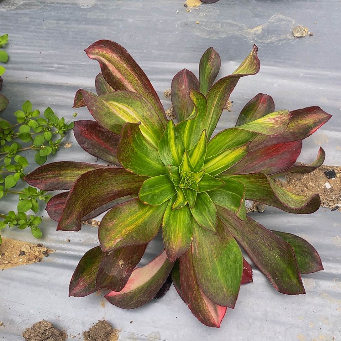 3915魅影中班七彩多肉植物