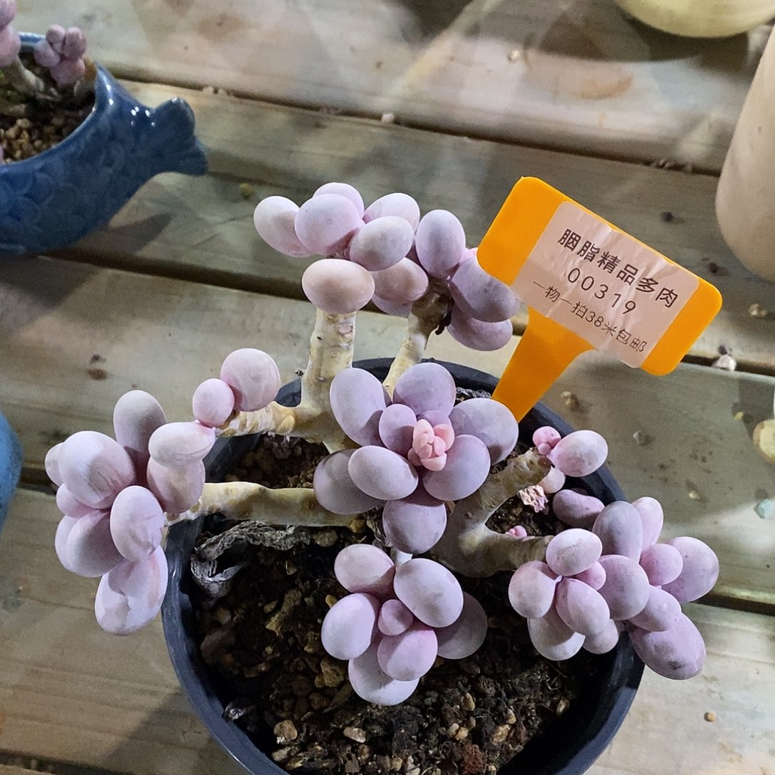 00319奥璐璐提供了咯哦托