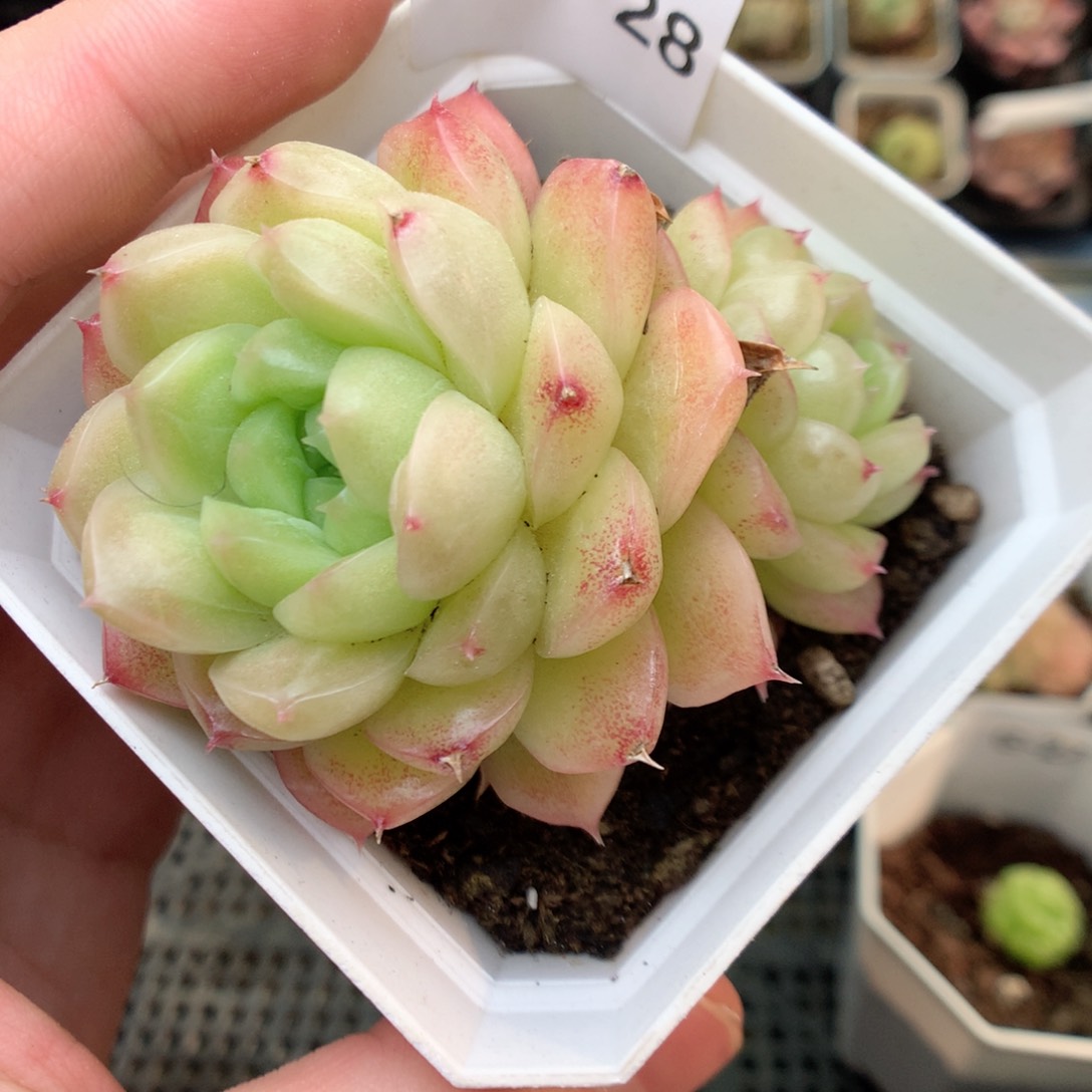 G28 ，20包邮两天凑单