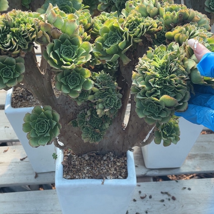 多肉葡萄等经济果品中具有优良特性而