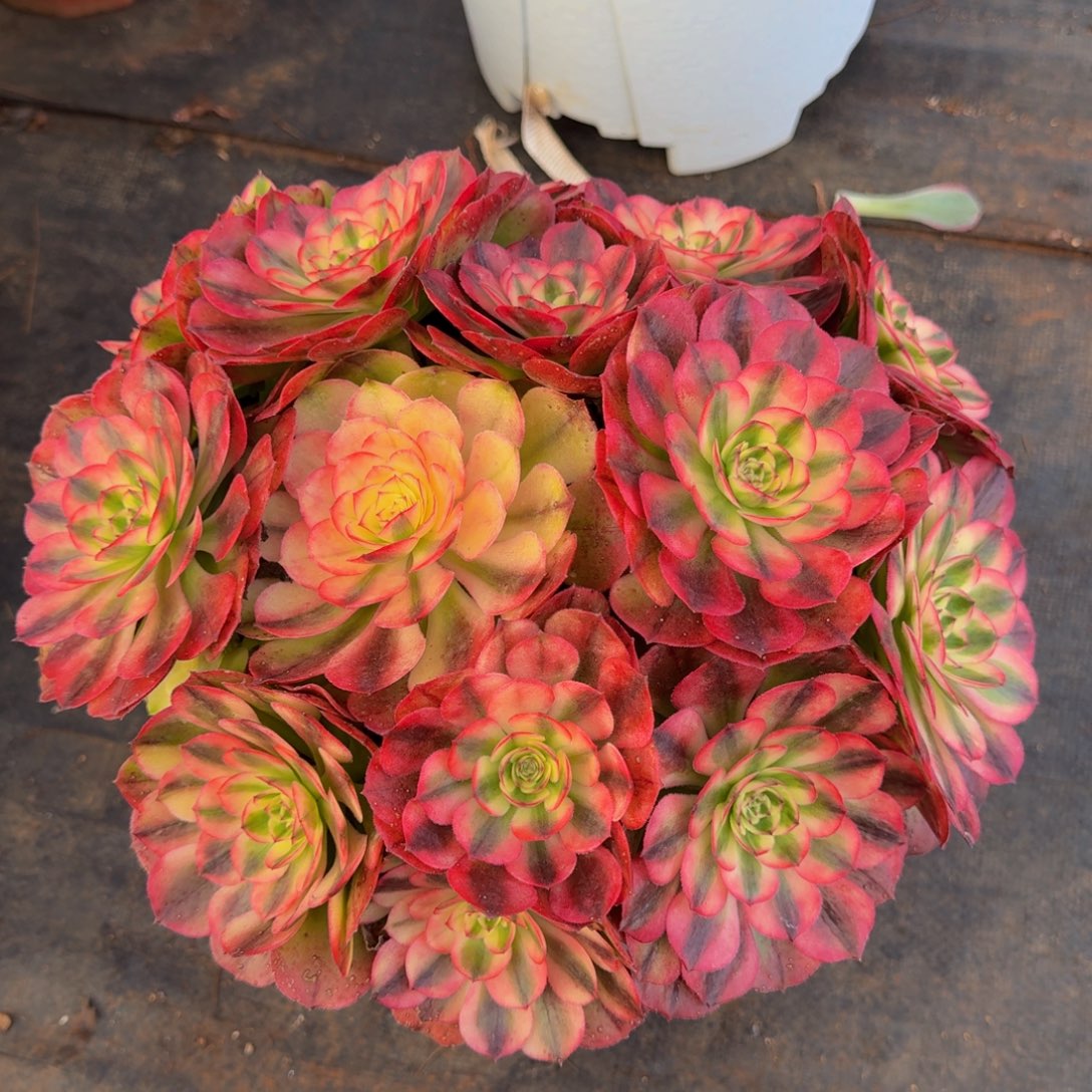 兮***！荔枝 精品法师 锦