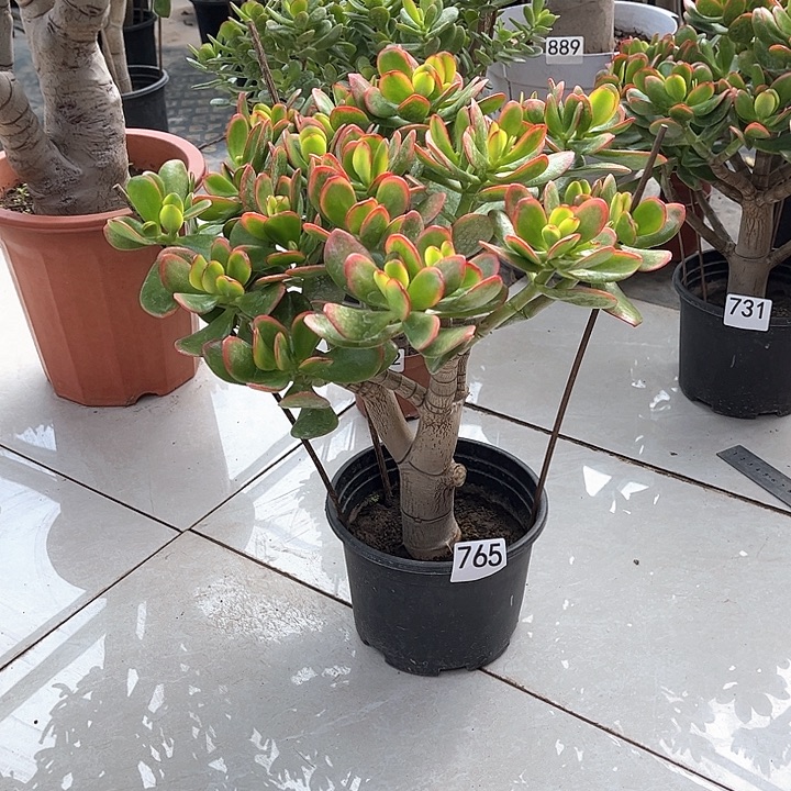 彩玉树花月独杆老桩