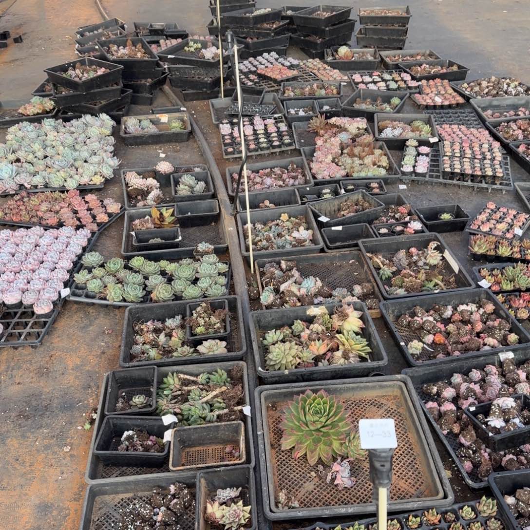 12-33拖延穴盘混合五十颗量拍