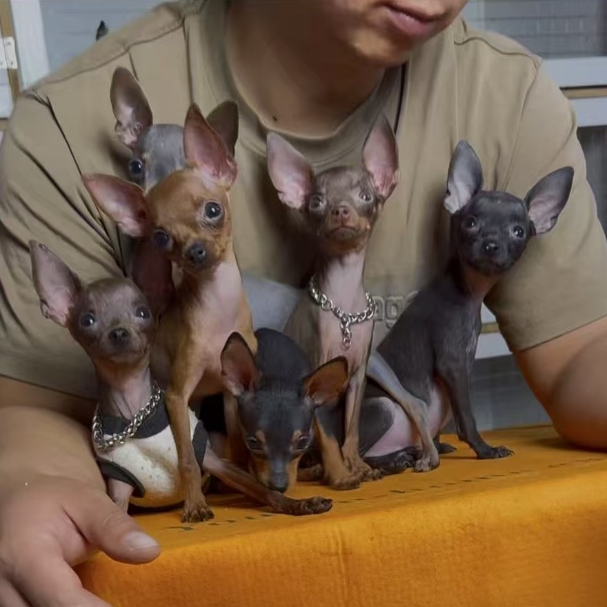 小亮家甜美系小鹿犬