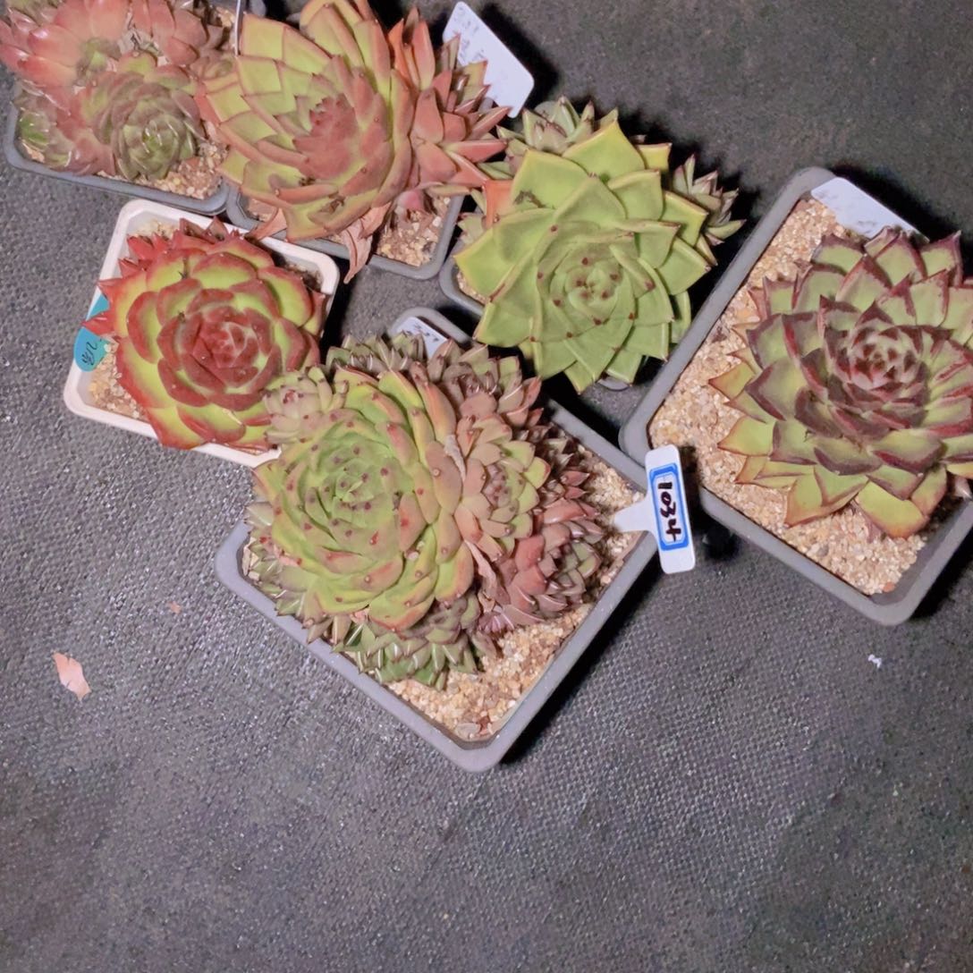 *****1034动云一组六颗修根