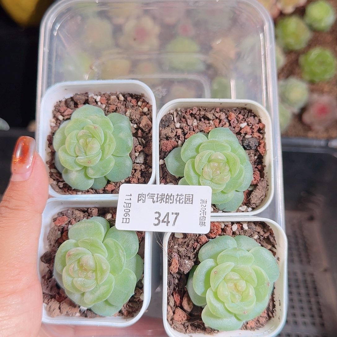 1106--347星月任意发一物一拍