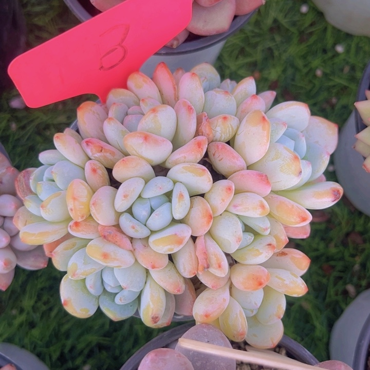 健健康康平平安安