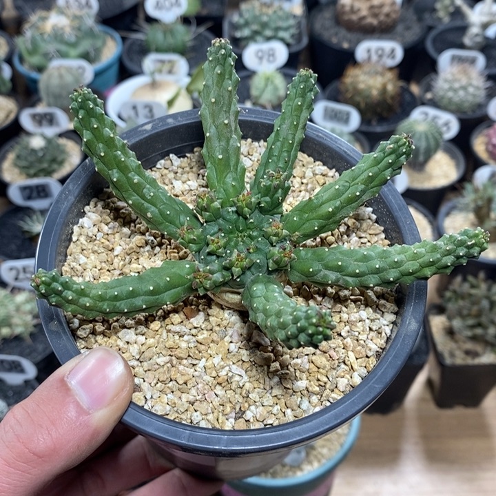 实生九头龙大戟318号11cm