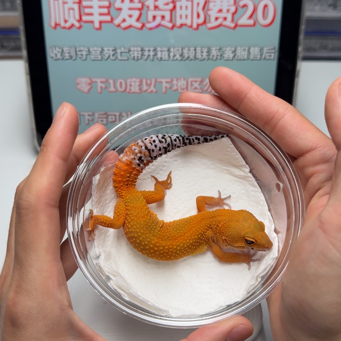 豹纹守宫蜜桔妹妹