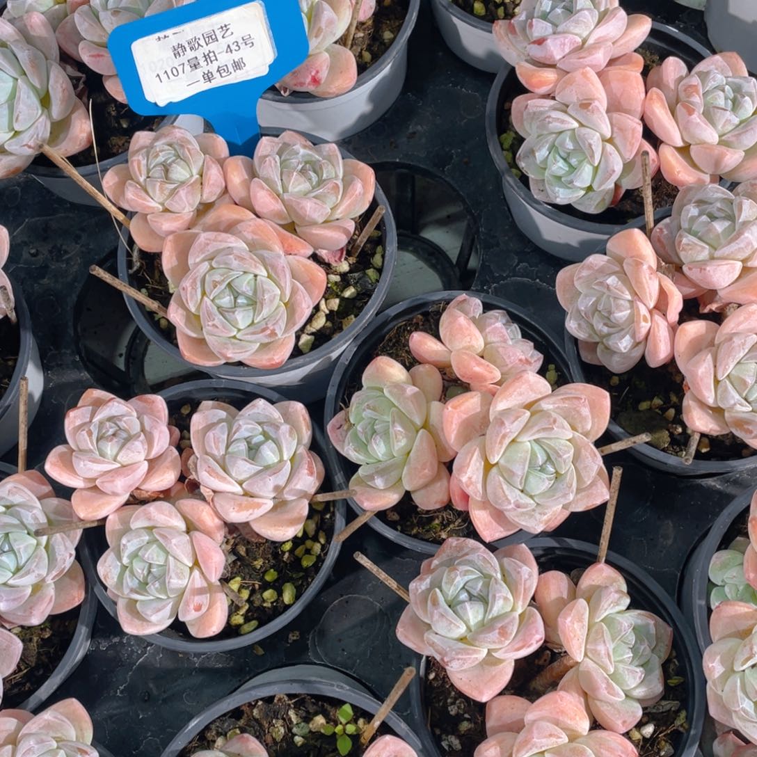 1107-43-樱花冰玉群高桩一颗
