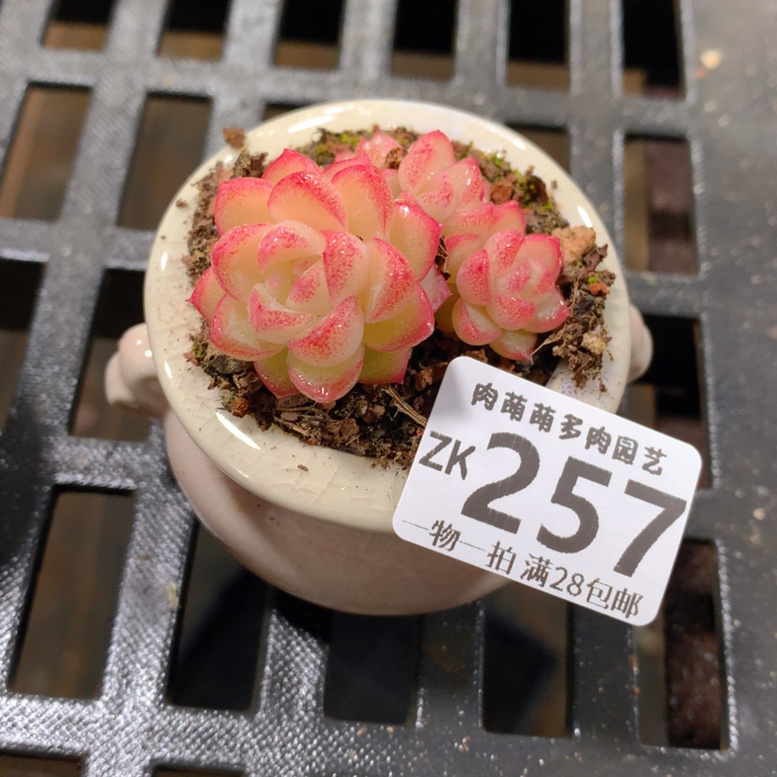 肉萌萌拇指盆精控多肉ZK257