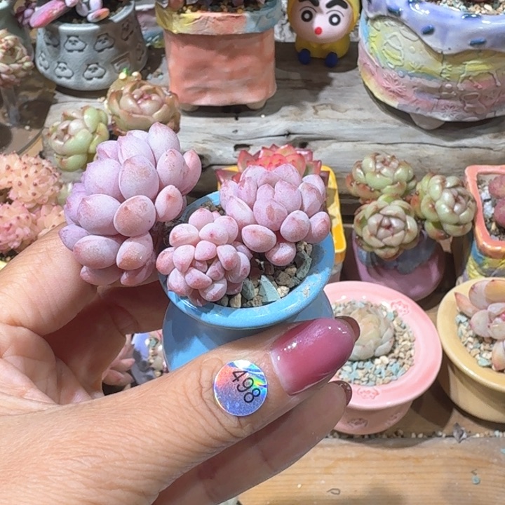 498 多肉含盆土 30元包邮 除偏远地区