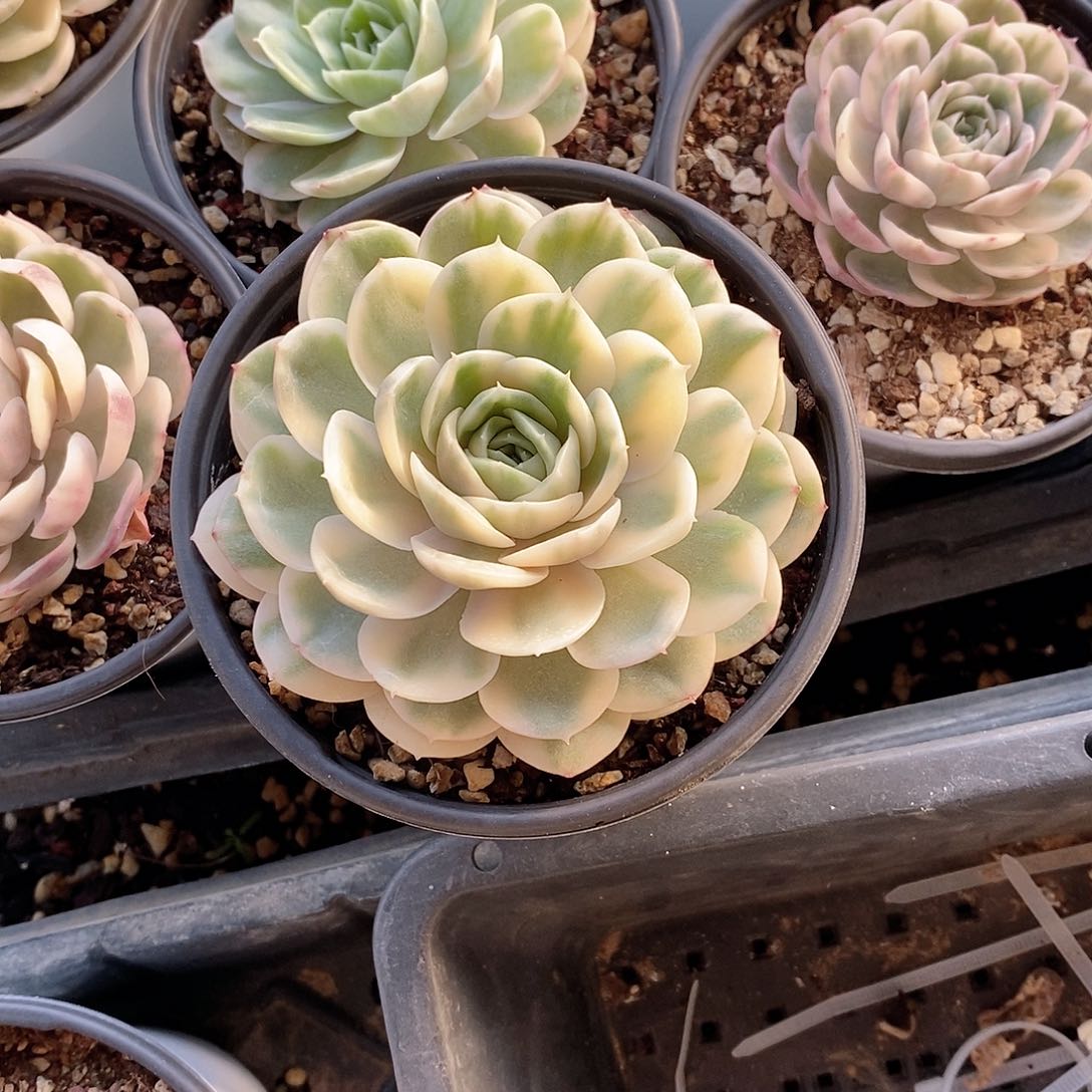 绿体昂多肉植物老桩多肉