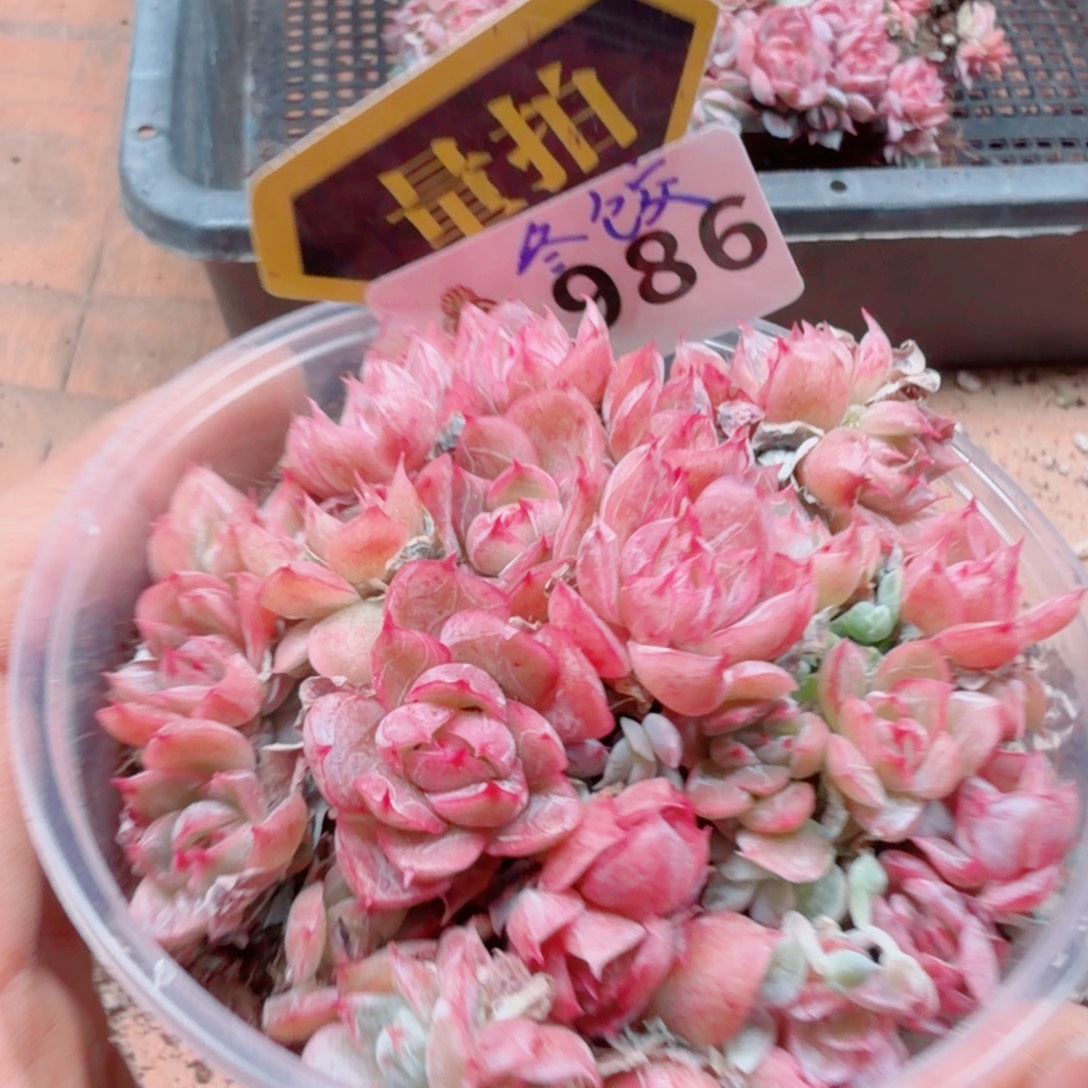 多肉植物多肉植物