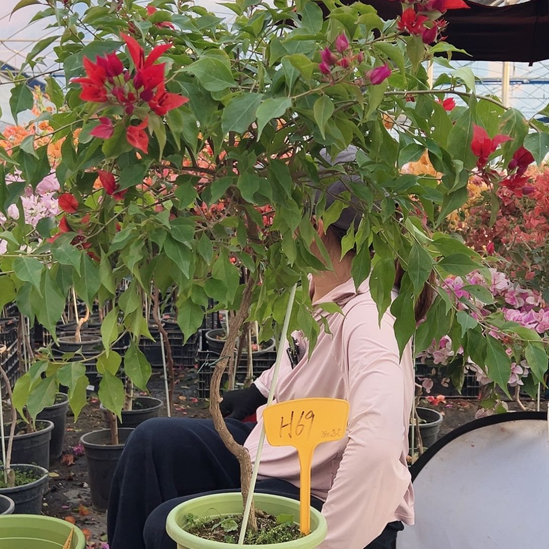 豆***️大部分花苞少量开放H69酒红桑巴