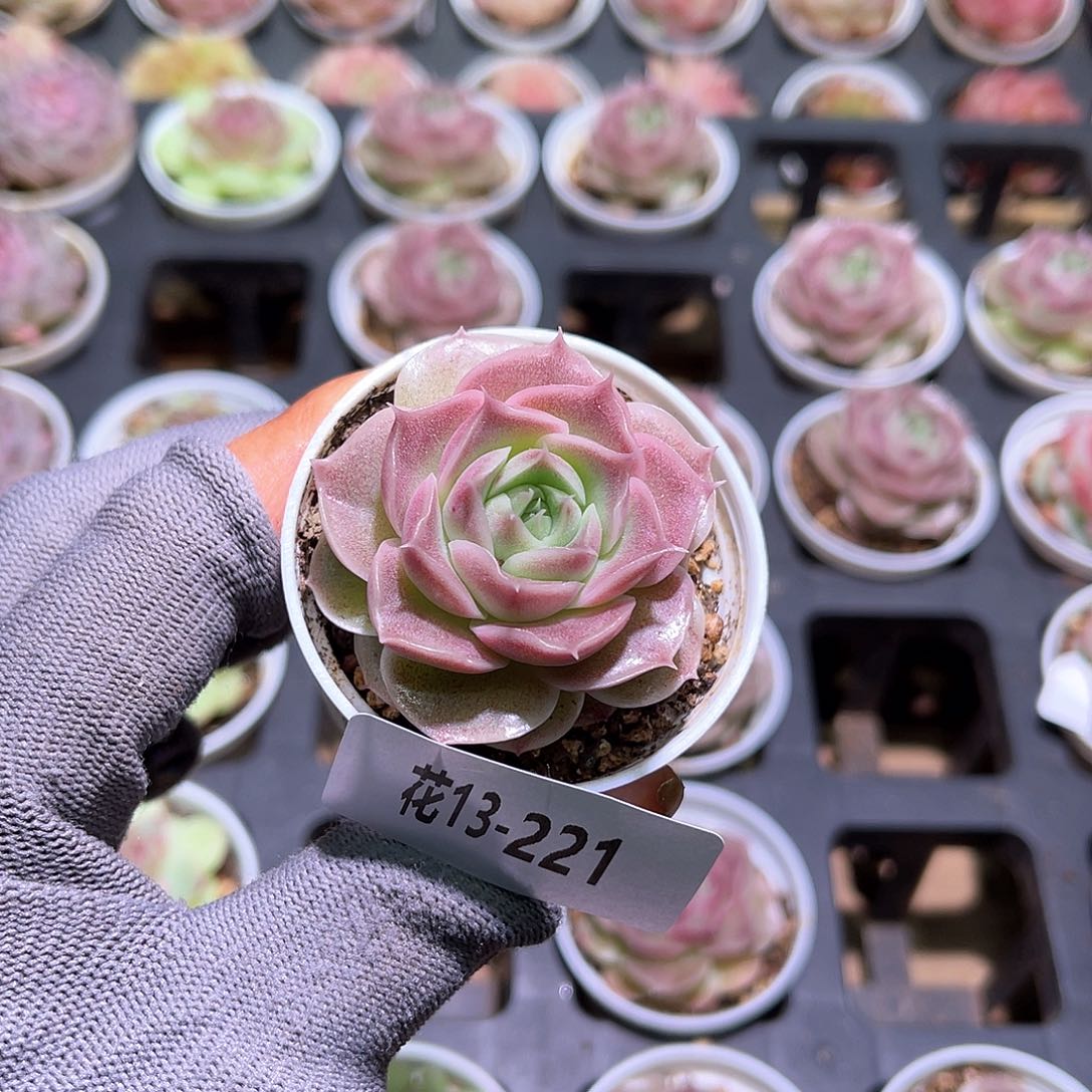 花13-221霜瓷单头