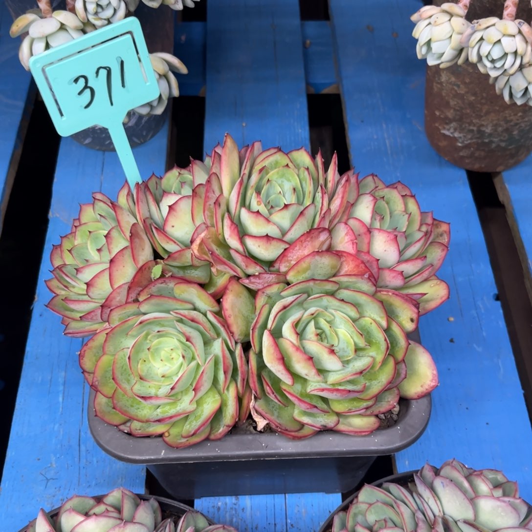 小雨多肉一物一拍牡丹亭