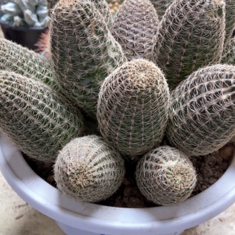 会太阳仙人球60米仙人球