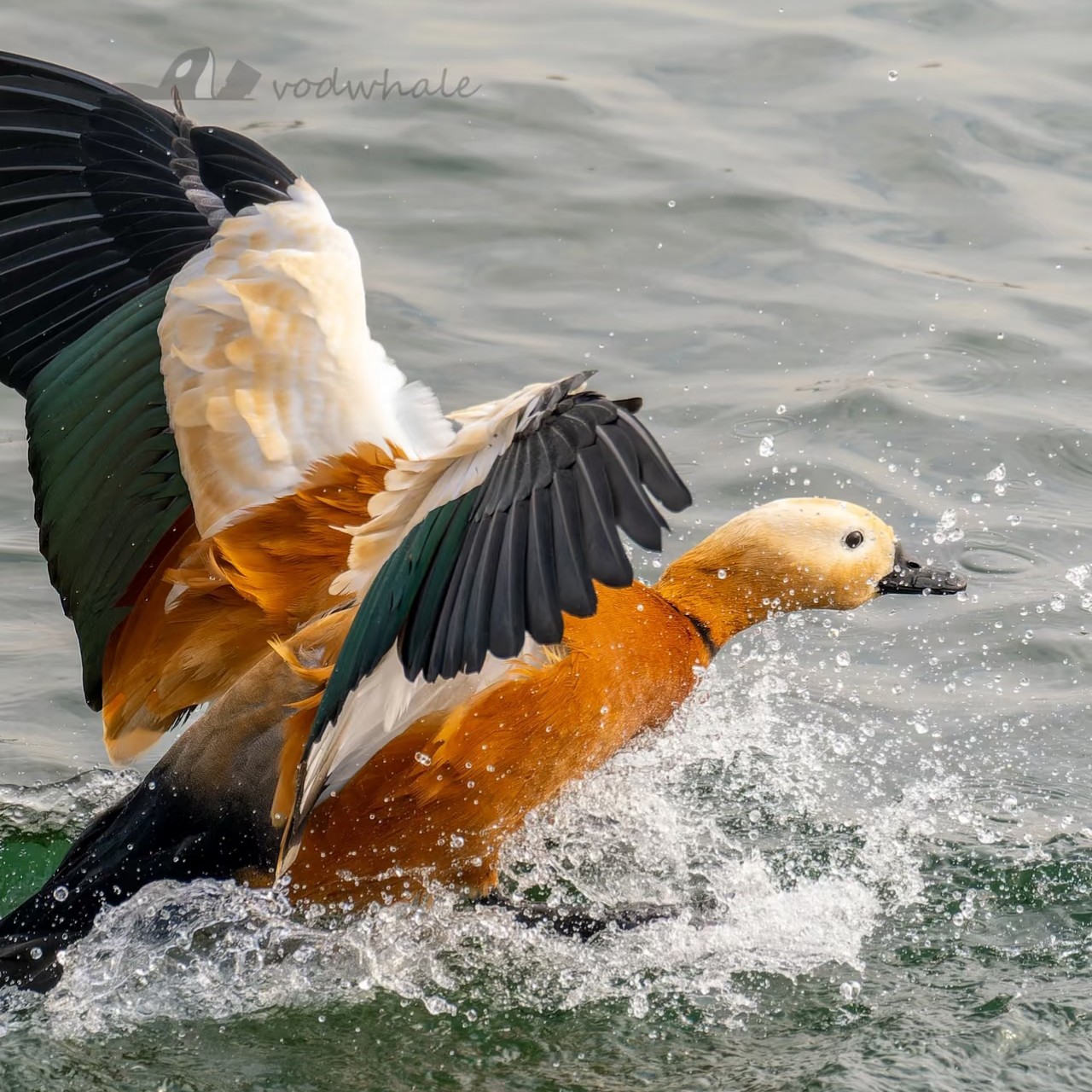 蛋1只半年以上柯尔鸭小黄鸭蛋各种观赏宠物鸭蛋包邮到家