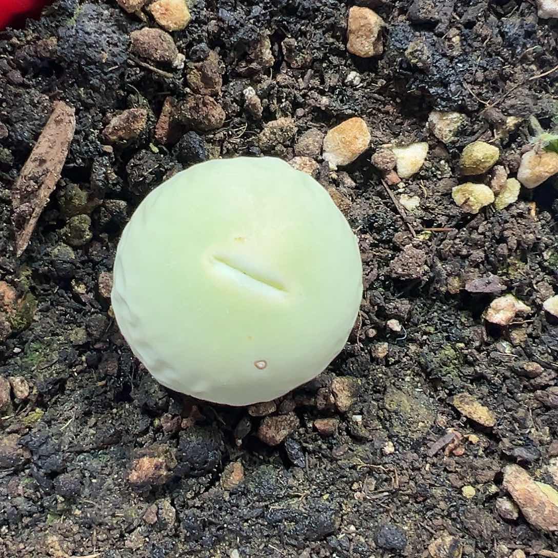 满38包邮鸽子蛋多肉