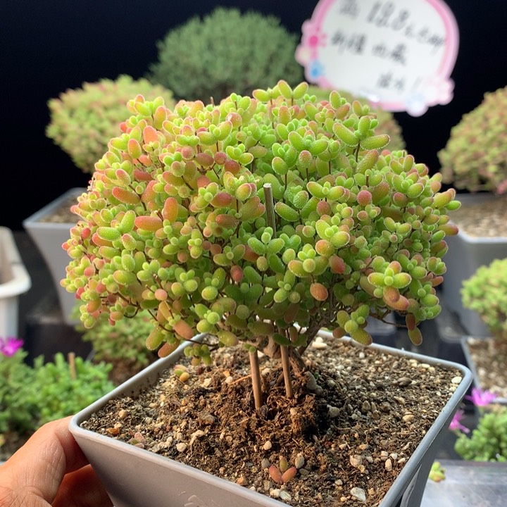138蜜橘糖球。       