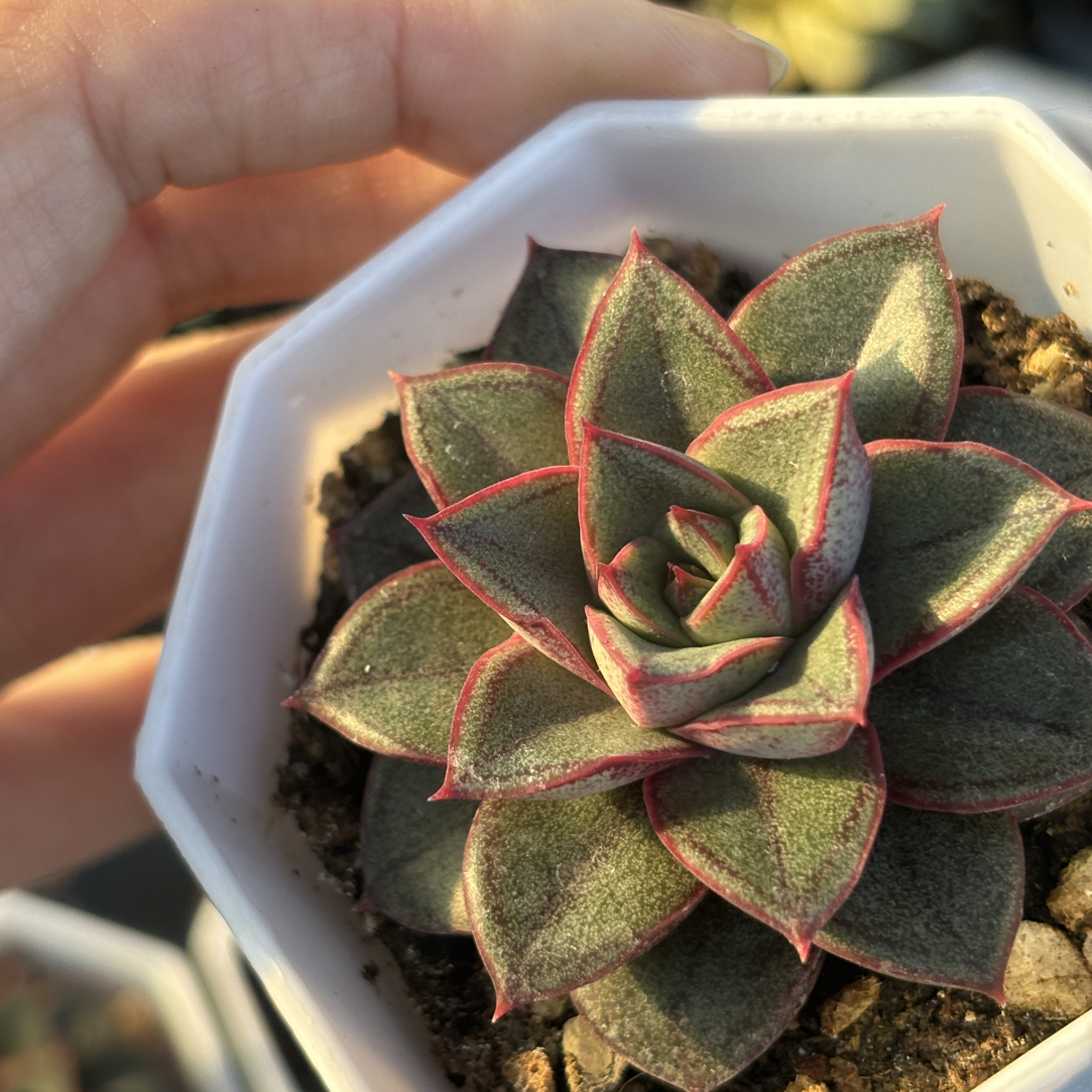 满15包邮精品黑麒麟多肉植物