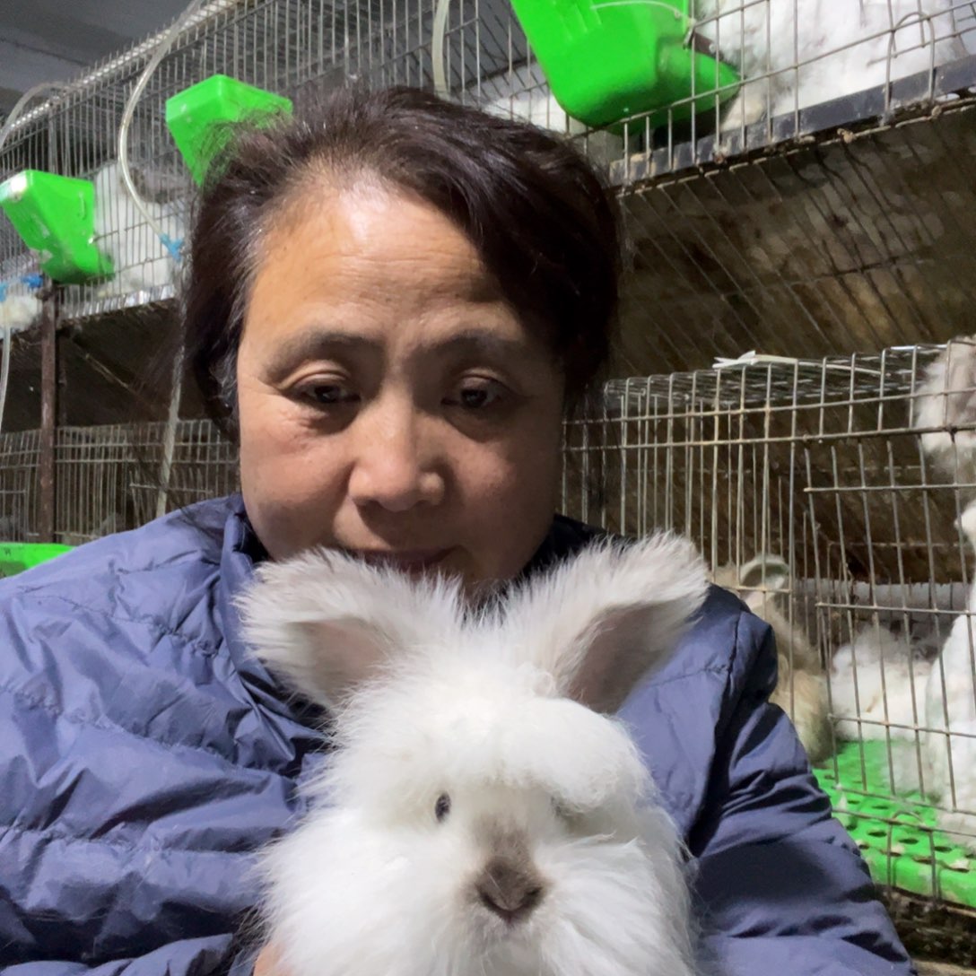 宠物兔英系安哥拉兔