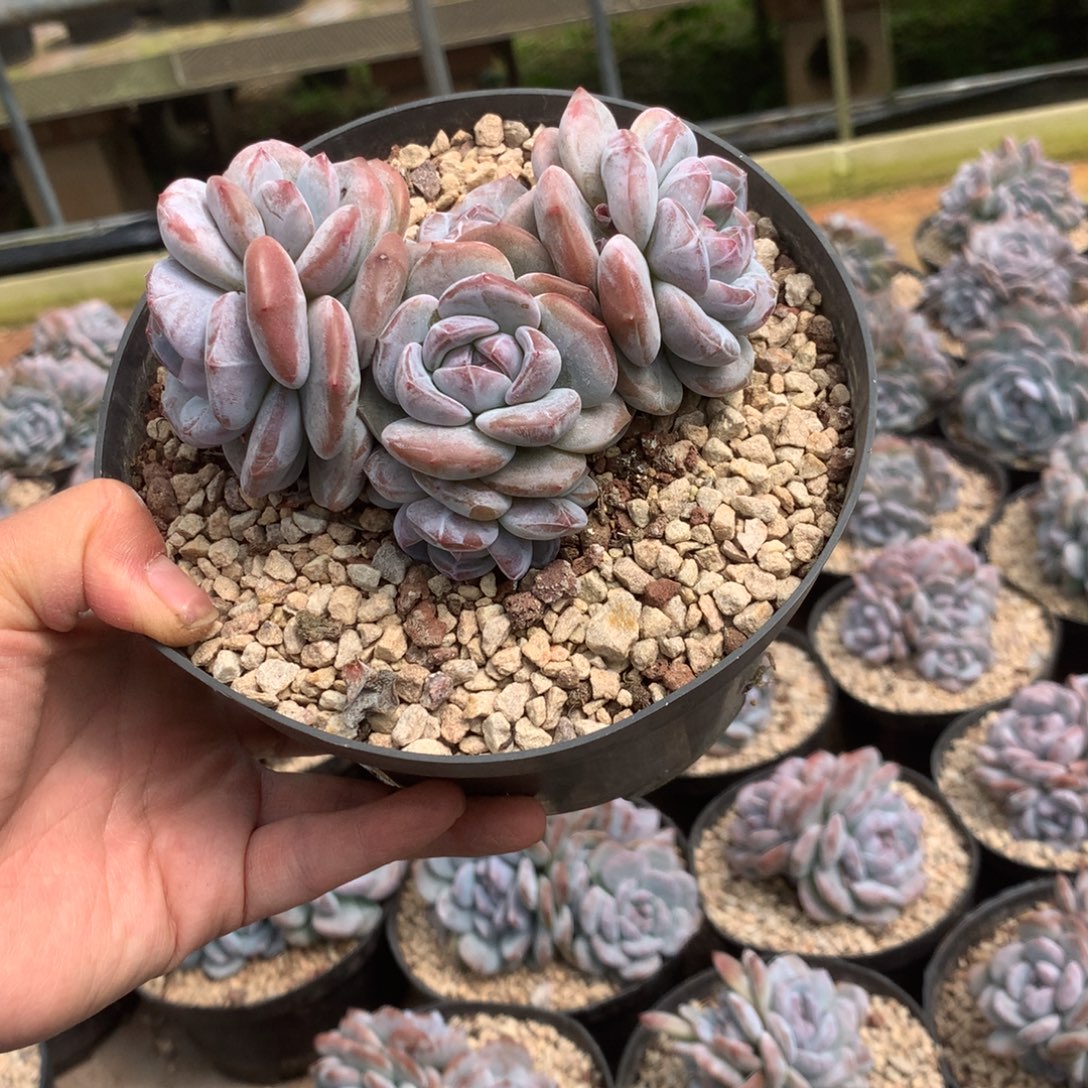 无花朵花花花花花花花花20