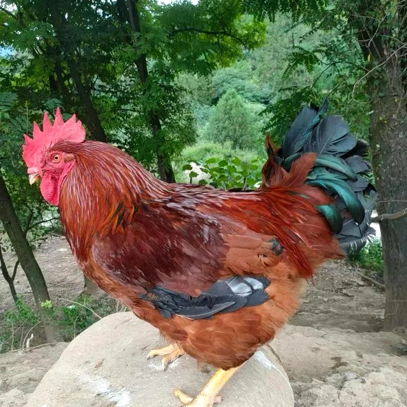 蔡川留留散养土鸡现杀现发顺丰包邮生态放养