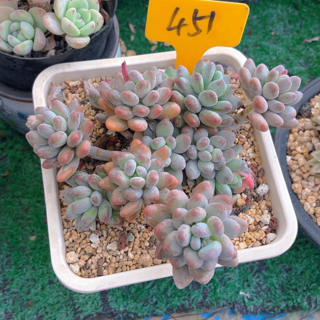 素**~451dghhhhyuuhjh