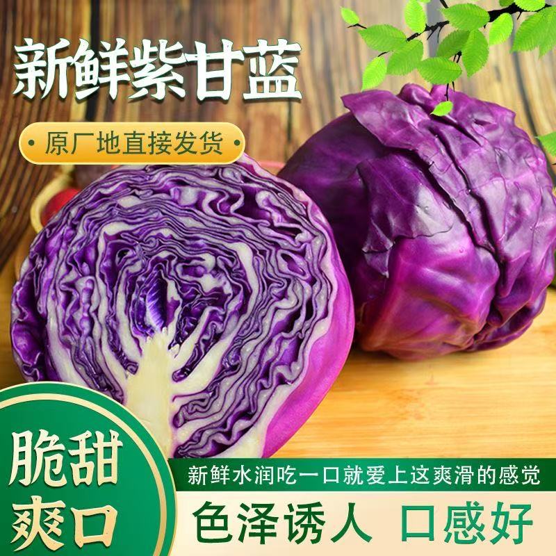 【顺丰/京东】山东紫甘蓝菜卷心菜新鲜紫甘蓝新鲜包菜紫皮包菜