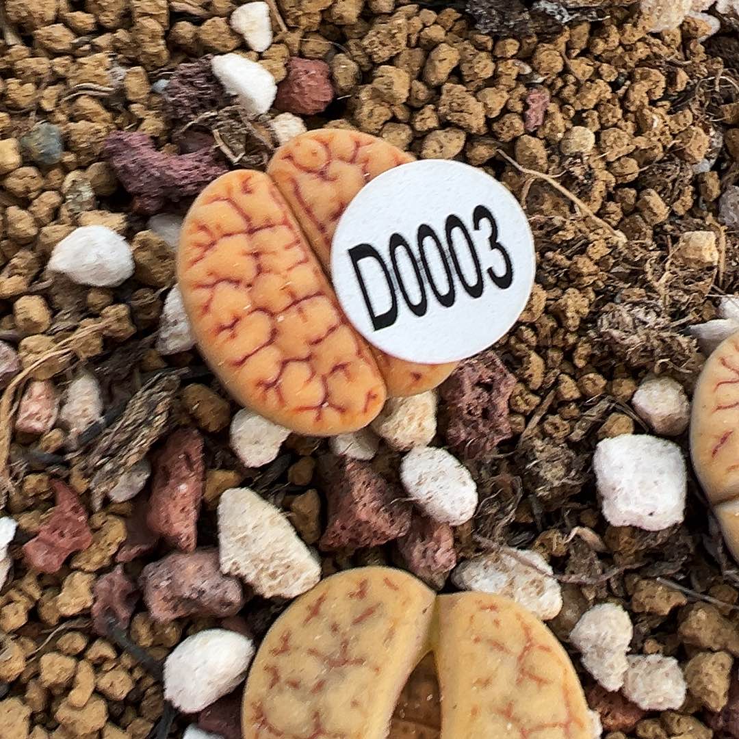 完全开放c383d0003