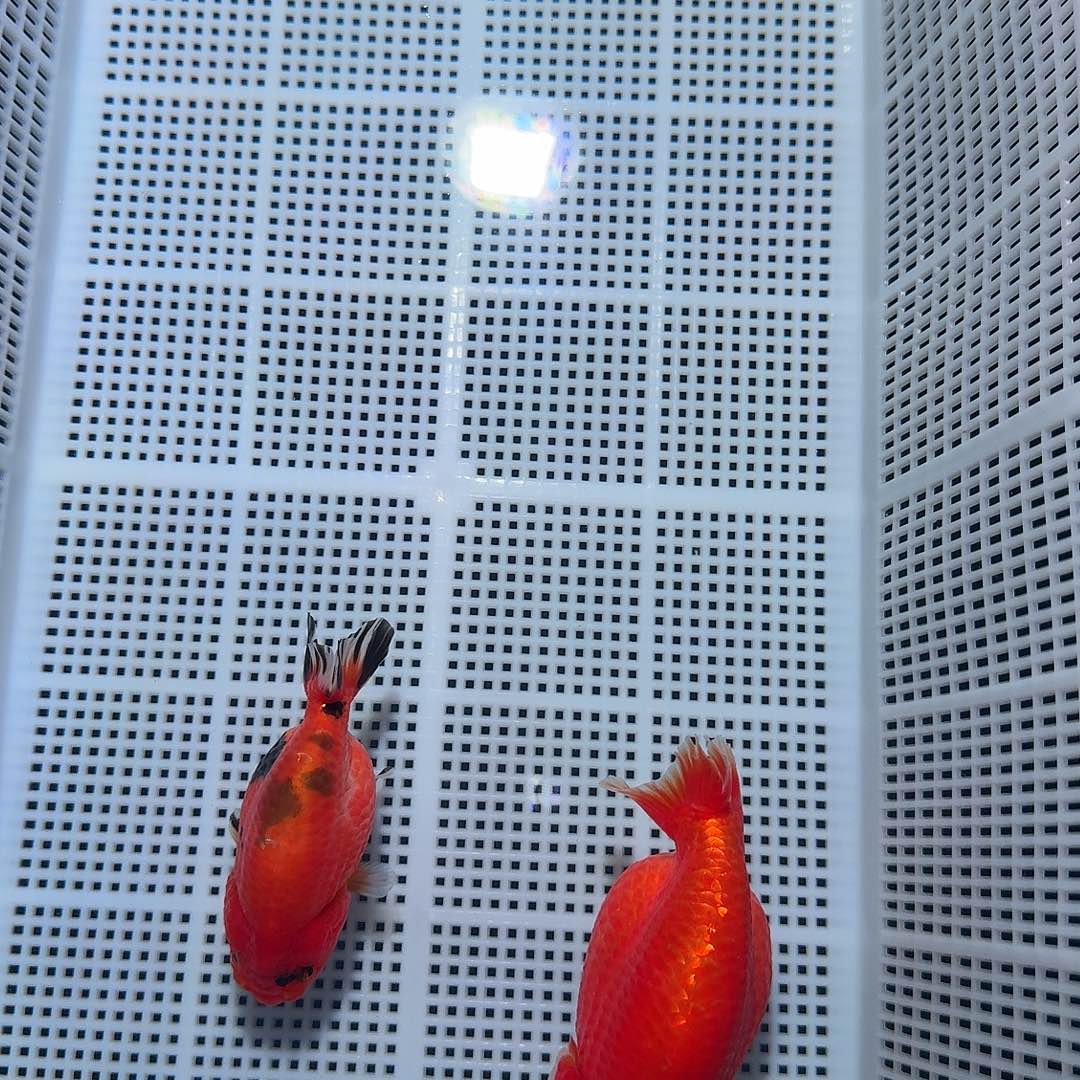 海水鱼两条红色兰寿金鱼