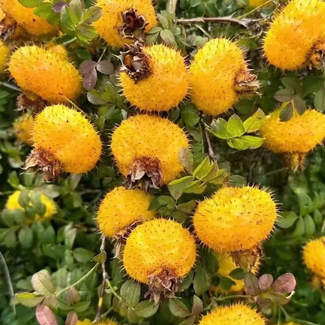 贵州新鲜刺梨鲜果现采现发