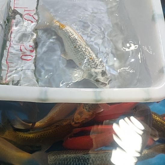 海水鱼锦鲤冷水鱼好养活