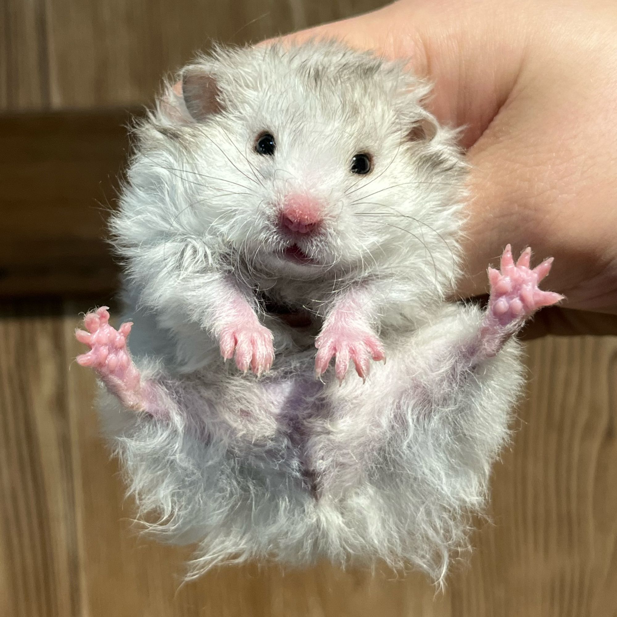 呆呆熊宠物基地家养长卷毛金丝仓鼠活体藤盒发货包邮包活