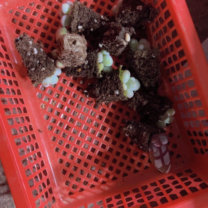 专拍多肉植物大战僵尸