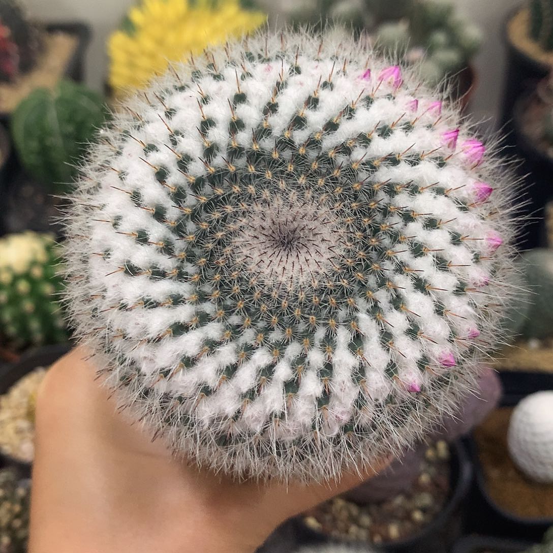 实生根玉翁仙人球