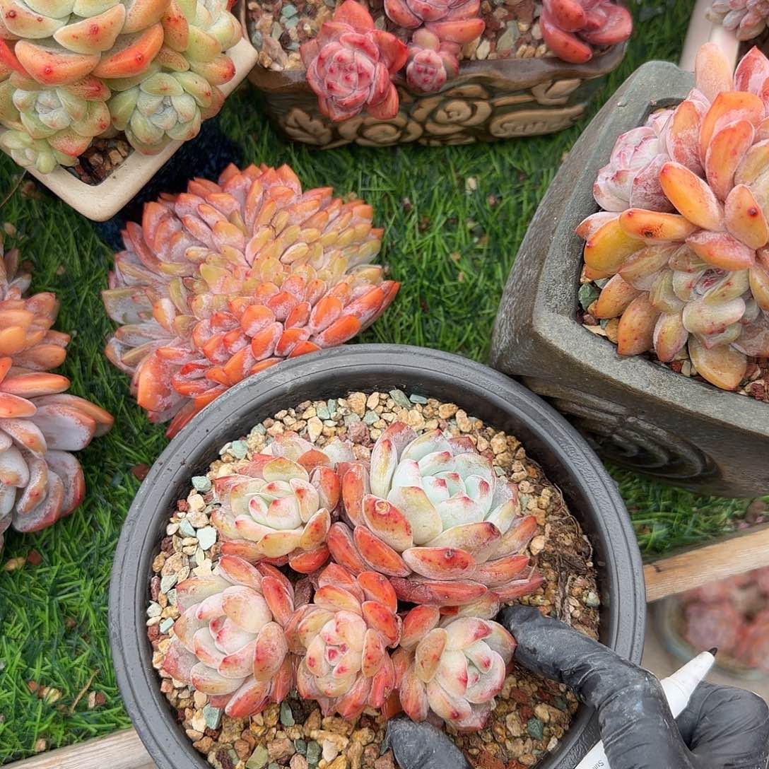 墨***迹星影群生脱土发货